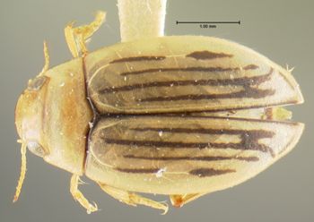 Media type: image;   Entomology 23898 Aspect: habitus dorsal view